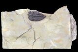 Lemureops Kilbeyi Trilobite - Fillmore Formation, Utah #138972-2